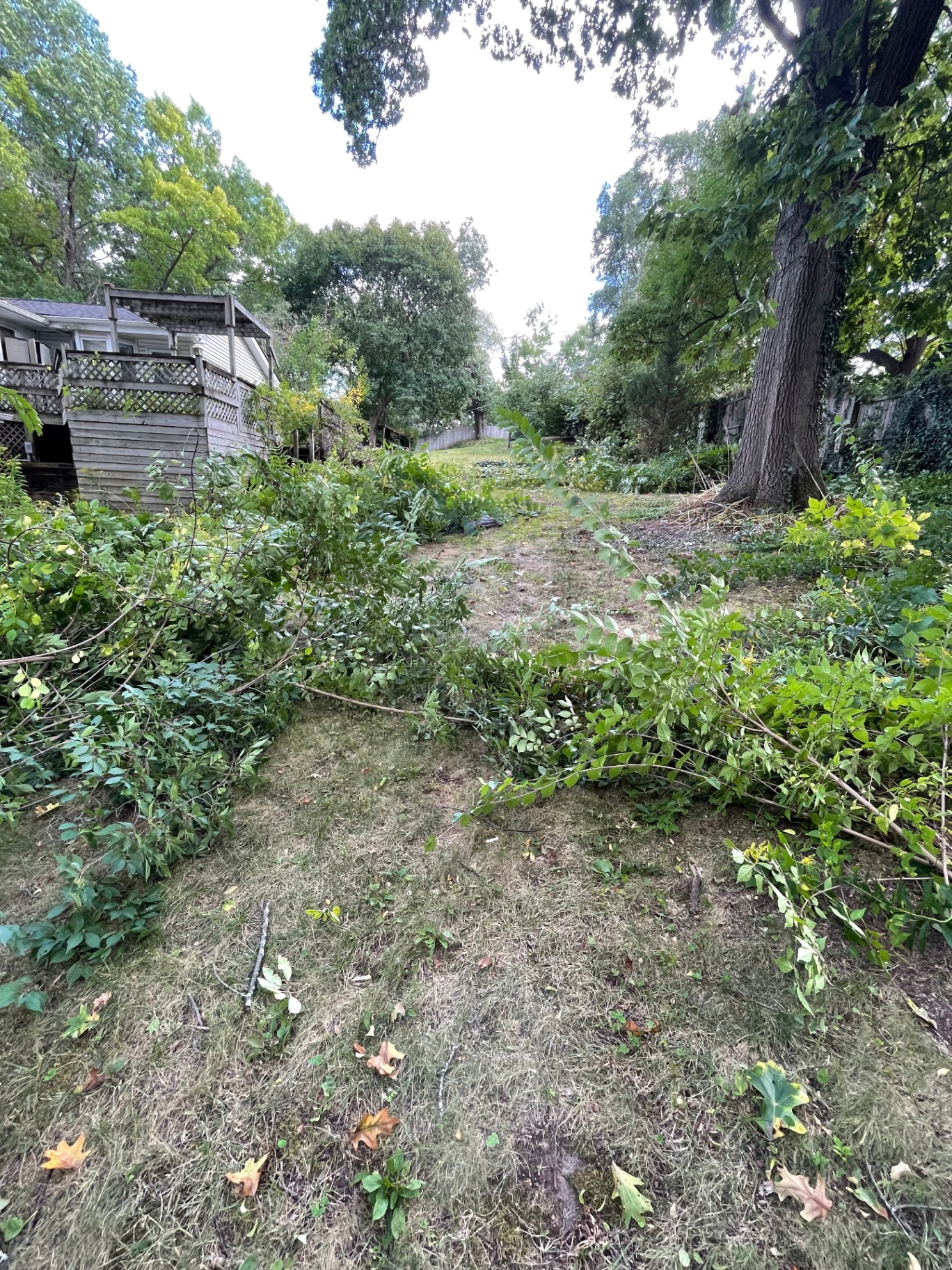 Brush Clearing